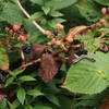 Blackberries are of ample supply in August.