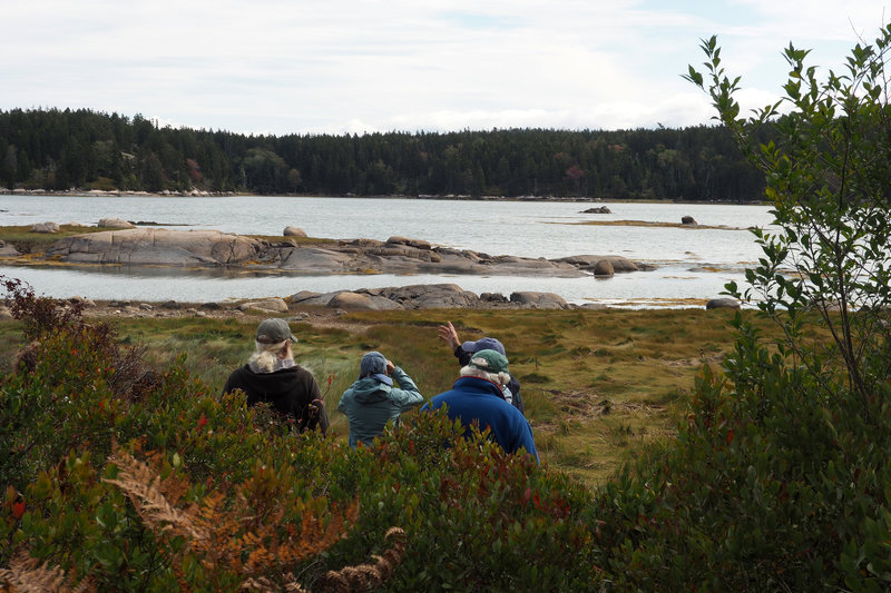 Observing Seals on the outer rocks.