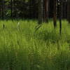 Large fern patch