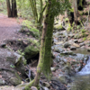 Some nice little waterfalls in the creek alongside the trail.