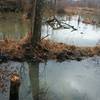 Beaver pond off the trail.