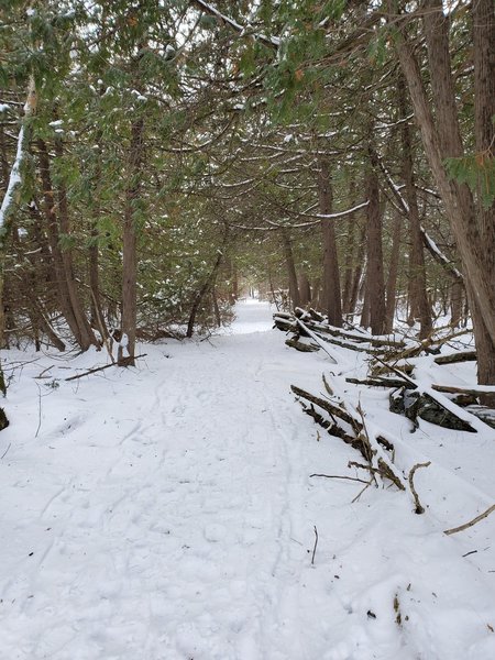 Rideau Trail segment in winter.