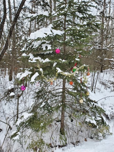 Evergreen tree decorated for the holidays.