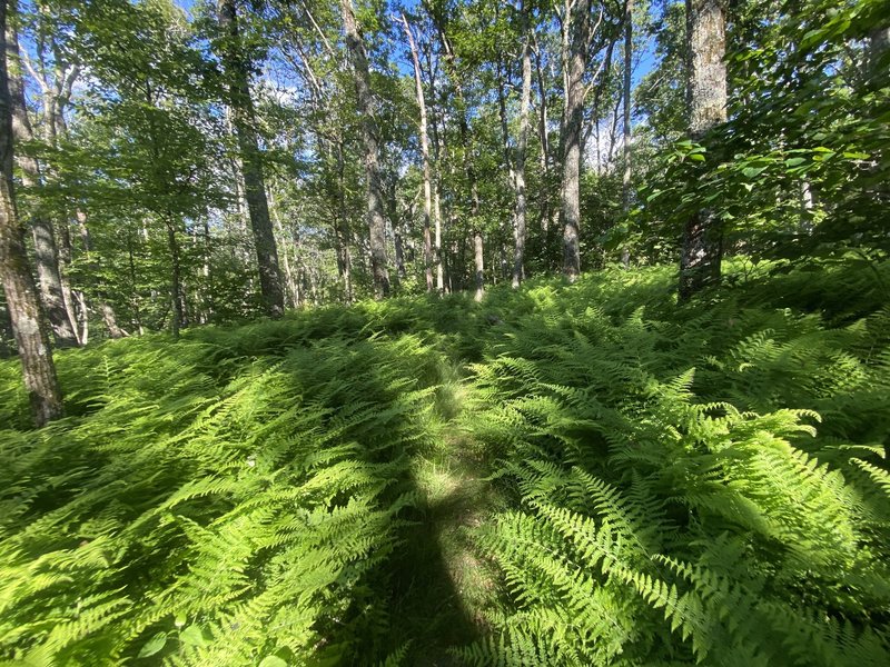 War Spur Trail surrounded by large ferns.