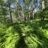 War Spur Trail surrounded by large ferns.