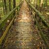 Dismal Swamp Boardwalk