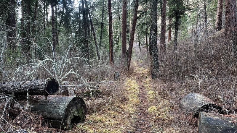 Asotin Creek Trail