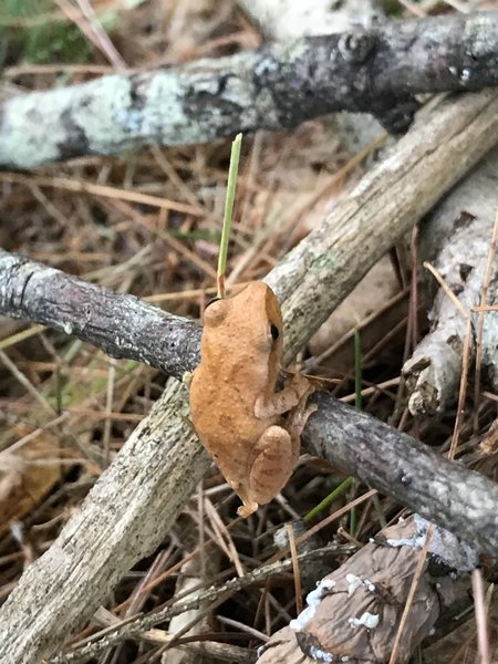 Spring Peeper