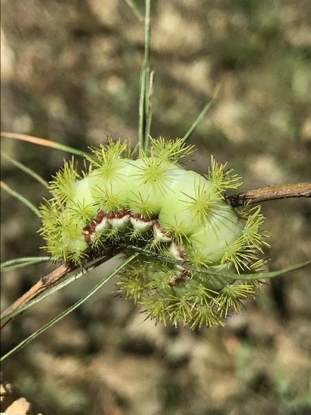 IO Moth Caterpillar.