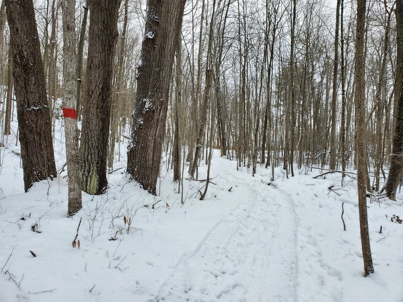 Red trail near White Trail junction