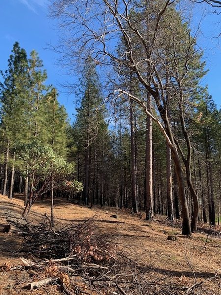 The variety of trees along the trailway.