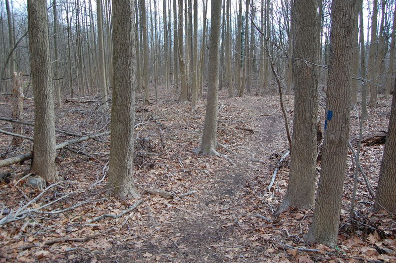 Unmarked trail connecting Greenbelt (Blue Blaze) to NYDEC St Francis Woodlands.