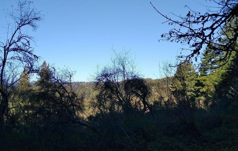 A glimpse of the surrounding Santa Cruz Mountains, looking northwest from Bayview Trail.