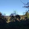 A glimpse of the surrounding Santa Cruz Mountains, looking northwest from Bayview Trail.