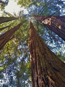 Very TALL, stately redwoods reach to the sky on a sunny January day in the Santa Cruz Mountains.
