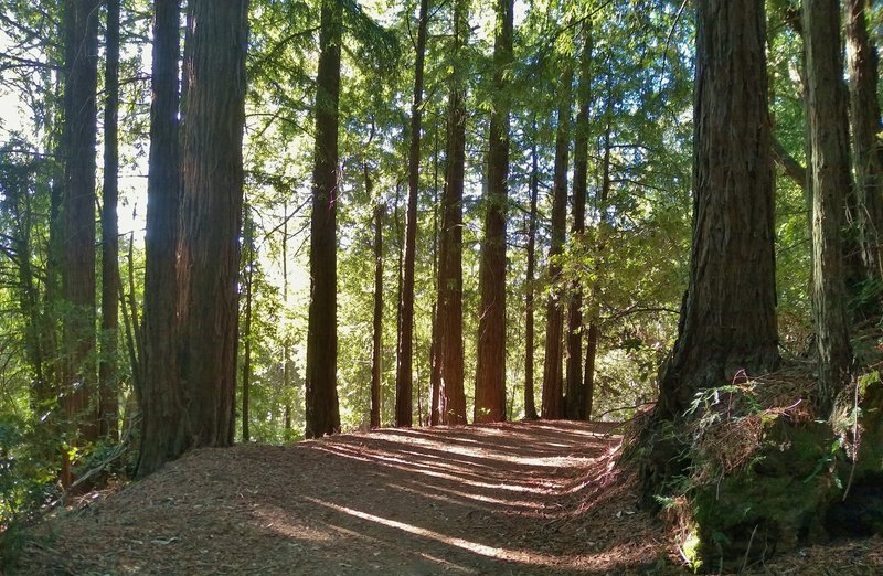 Blue Springs Trail winds through the sunlit redwood forest in an area laced with seasonal streams, such as the one in the valley to the left of the trail here.