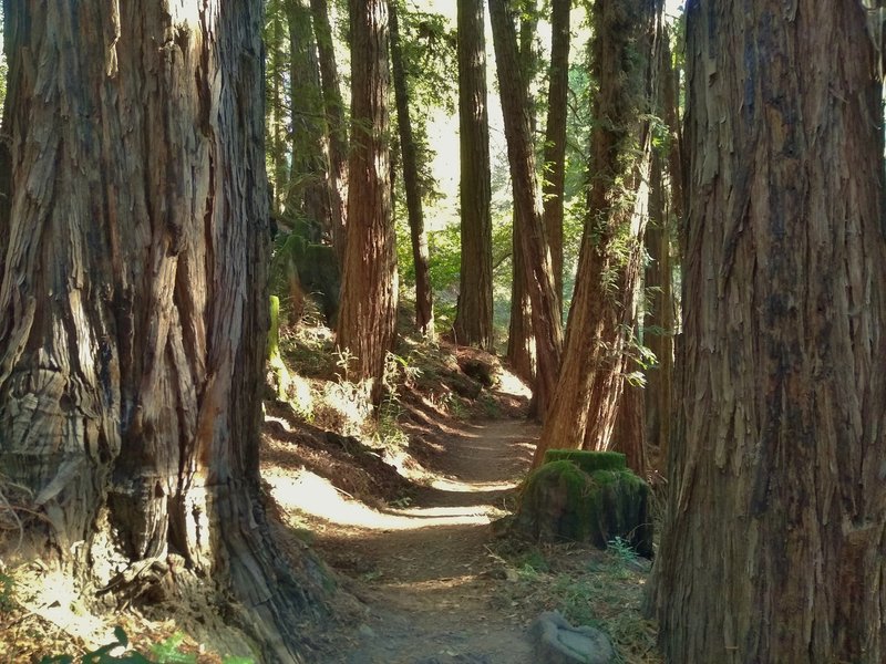 Redwoods crowd around Bayview Trail here.