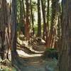 Redwoods crowd around Bayview Trail here.