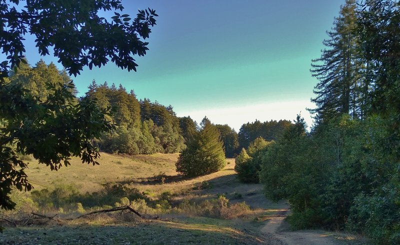 A rare small grassy meadow near the end of Blue Springs Trail.