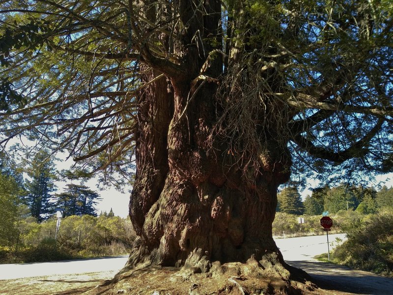 A huge redwood tree with multiple trunks splitting off from its base.  It is at least 12 feet across. Found at the end of Blue Springs Trail.