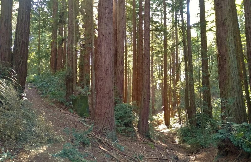 Deep in the redwood forest of Mt. Madonna County Park, Redwood Trail, on the left, climbs up out of the seasonal stream valley on the right.