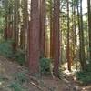 Deep in the redwood forest of Mt. Madonna County Park, Redwood Trail, on the left, climbs up out of the seasonal stream valley on the right.