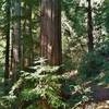 This is one BIG redwood (center) that Redwood Trail passes in the thick redwood forest.