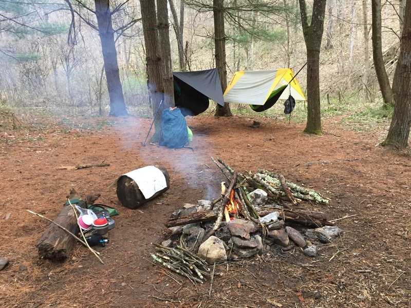 Nice campsite in a small pine grove