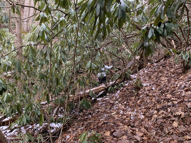 Rube Rock being incredibly overgrown, Jan 2021