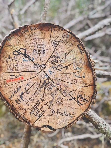 Stump along Black Elk Loop