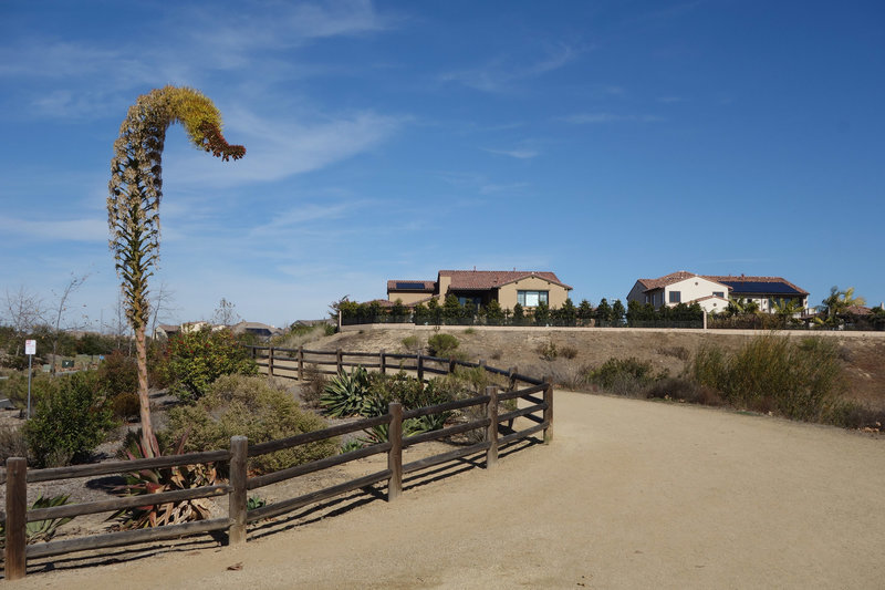 Del Mar Mesa Equestrian trail.