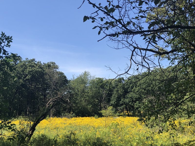 Summertime along the trail