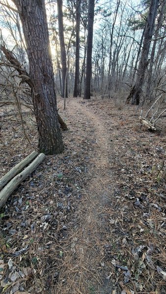 A section of the trail through a grove of pines.