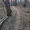 A section of the trail through a grove of pines.