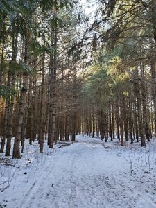 The woods are lovely, dark, and deep