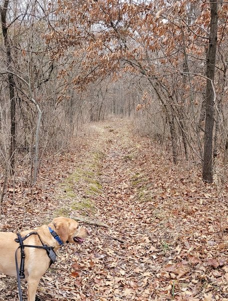 The entry trail for the Shin-Ga-Wa-Sa Nature Trail.