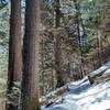 Large red spruce trees near the junction with the old Hyatt Ridge Trail.