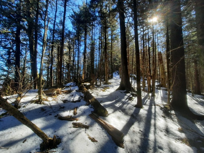 A typical January scene on the Tricorner Knob-Gunter Fork segment of the trail.