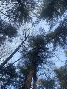 Bluebird day in Northcentral PA