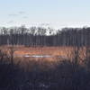 View from the observation deck. Bald eagle nest in the distance.