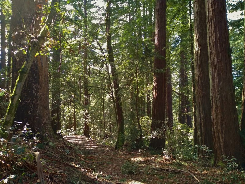 Pretty, mixed redwood forest along Tan Oak Trail in Mt. Madonna County Park, on a sunny January day.