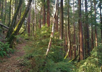 Bright green moss coats trees, and beautiful ferns abound, in the mixed redwood forest along Tan Oak Trail.