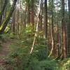 Bright green moss coats trees, and beautiful ferns abound, in the mixed redwood forest along Tan Oak Trail.