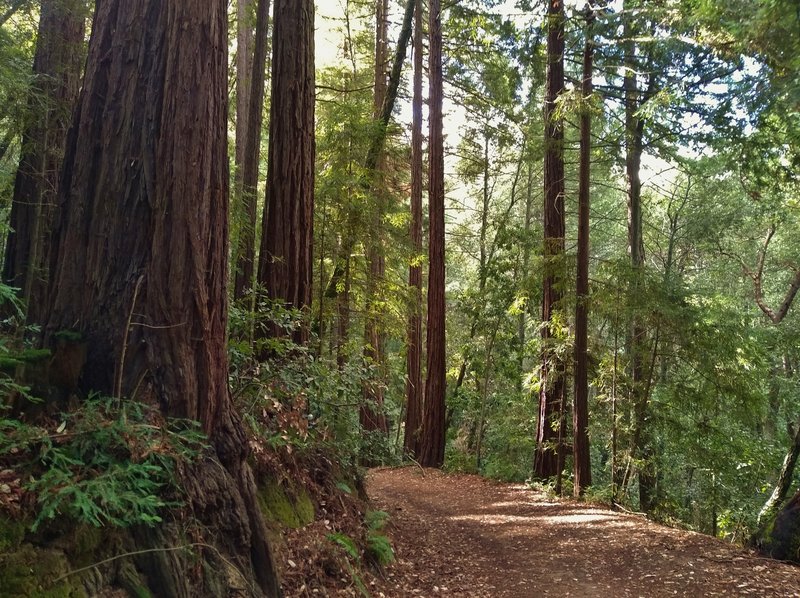 Lush and dense redwood forest on the steep hillsides of the Santa Cruz Mountains that Loop Trail travels through.