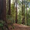 Lush and dense redwood forest on the steep hillsides of the Santa Cruz Mountains that Loop Trail travels through.