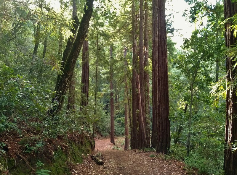 Loop Trail winds through the tall, stately redwoods on a steep hillside in the dense mixed redwood forest.