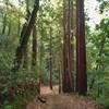 Loop Trail winds through the tall, stately redwoods on a steep hillside in the dense mixed redwood forest.