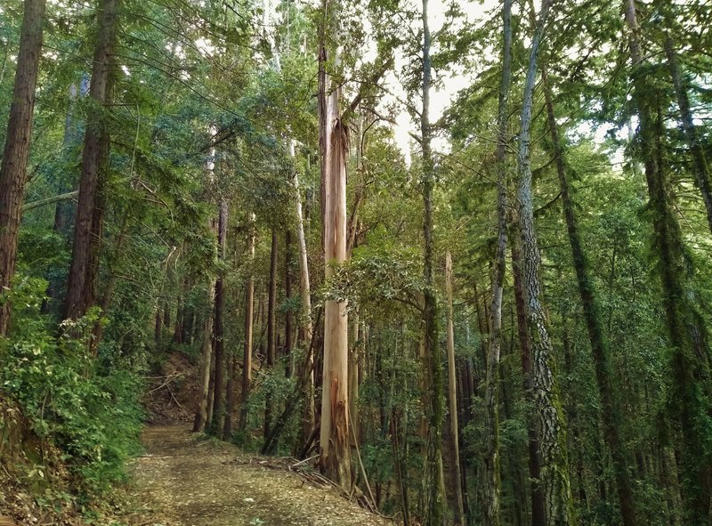A few light trunked eucalyptus trees sprinkled among the redwoods on the steep, densely forested hillside that Loop Trail traverses in Mt. Madonna County Park.