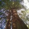 Giant, old redwoods reach for the sky along Meadow Trail.