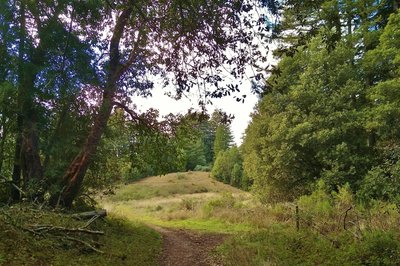 Meadow Trail emerges from the forest into the meadow at the end of Meadow Trail.
